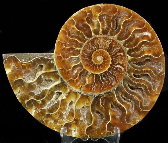 Agatized Ammonite Fossil (Half) #34257